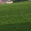 シャンパンの格付け １